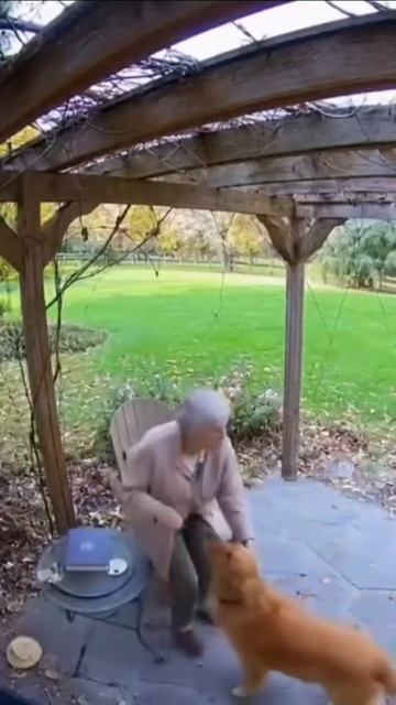 животные -Спасатели смотреть онлайн