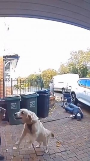 Собачки на прогулке