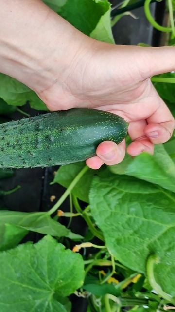 ТОЛЬКО ЭТОТ ОГУРЕЦ ПОСАЖУ в 2026 году, Не болеет #огурцы смотреть онлайн