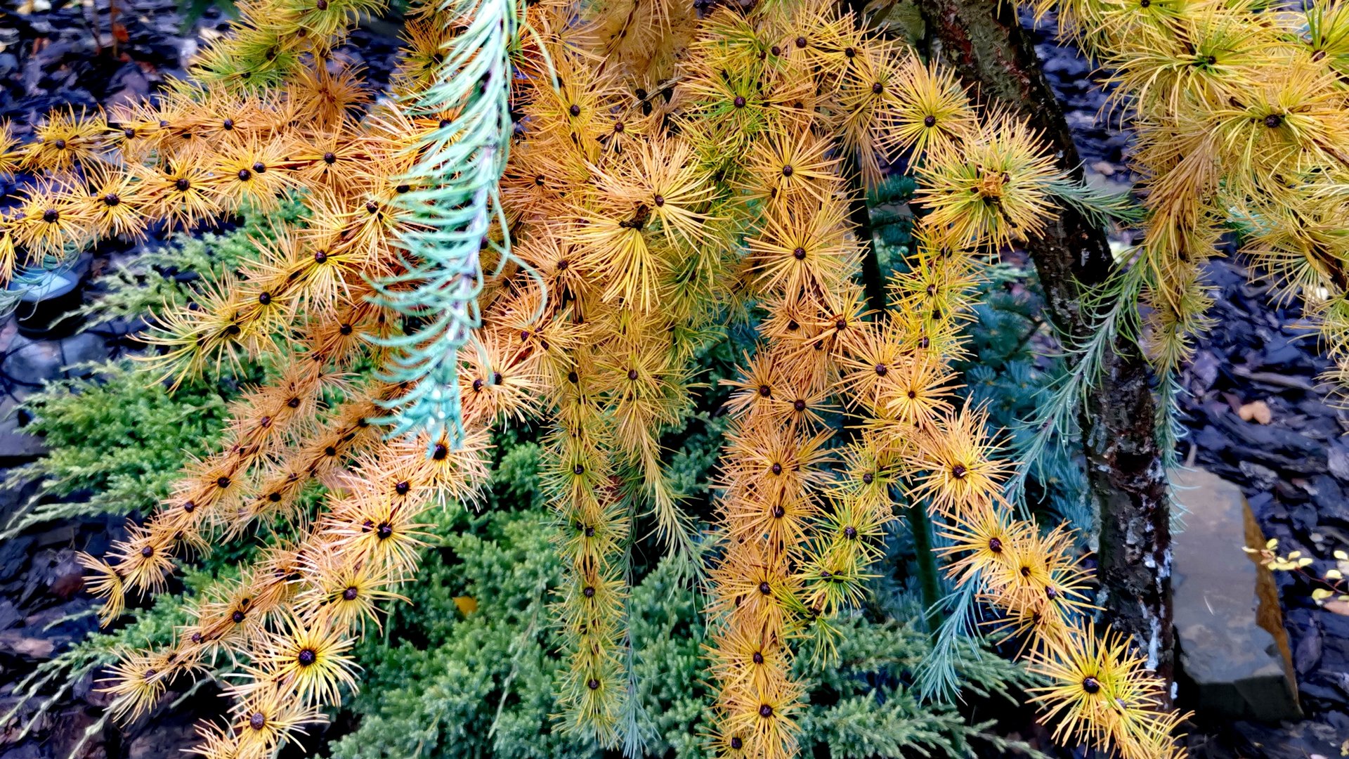 Подготовка сада РЕДКИХ ХВОЙНЫХ растений к зиме! Часть 1🔥2.11.2025Г #сад #дача #garden #хобби смотреть онлайн