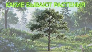 КАКИЕ БЫВАЮТ РАСТЕНИЯ  | КАКИЕ БЫВАЮТ ДЕРЕВЬЯ