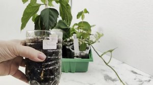 Осенняя акция 💥продолжается. Излишки растений и наборы ☘️🌸🌿на 04.11.25г