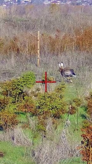 ОХОТА НА ЗАЙЦА 2025