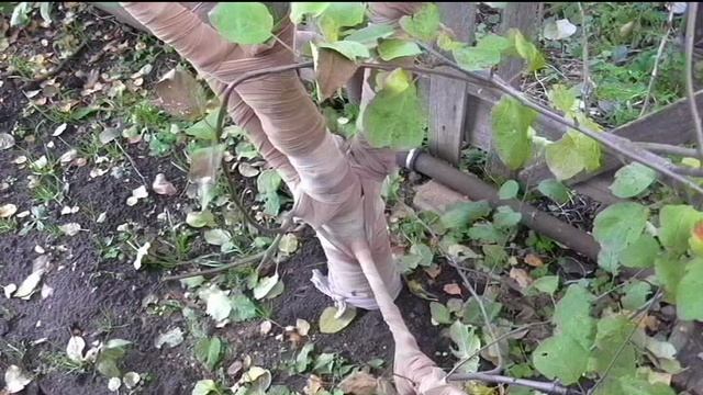 Подготавливаю яблони к зиме