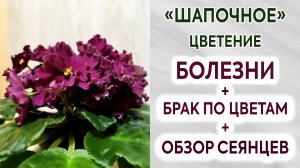 Болезни фиалок. Брак по цветам. Обзор сеянцев. Шапочное цветение.