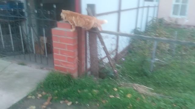 Рыжая кошка , идущая по забору. смотреть онлайн