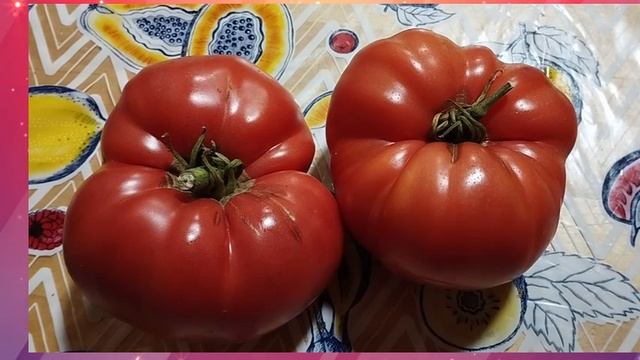 Минусинские сорта томатов смотреть онлайн