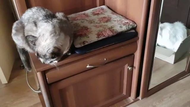 Леся и Сёма - Зад влез и это главное смотреть онлайн