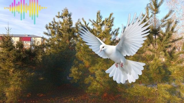 Девушка мечты ... смотреть онлайн