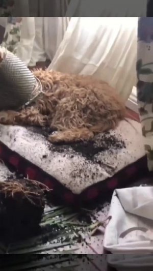 Цветок сам напал