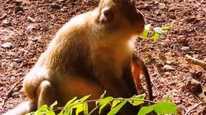 Макака-мать: – Будь сытым, лёгким и не... 1000040130.mp4