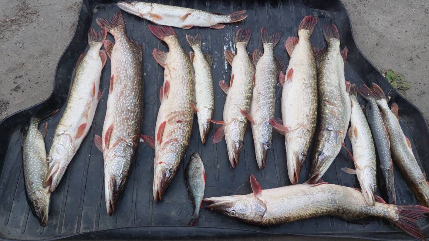 Бешеный клёв щюки!!!