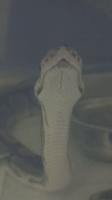 Норман.🥰 3 ноября 2025 г. смотреть онлайн