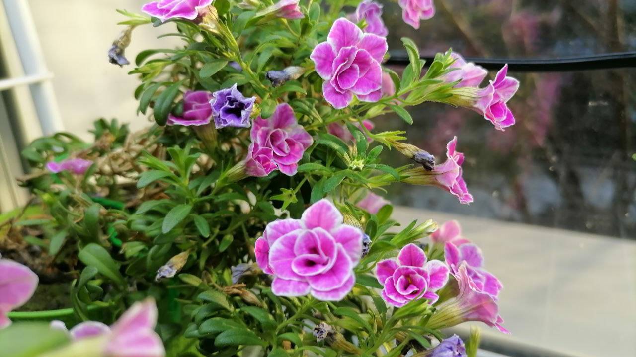 🌸Калибрахоа как домашнее растение, как зимует на подоконнике смотреть онлайн