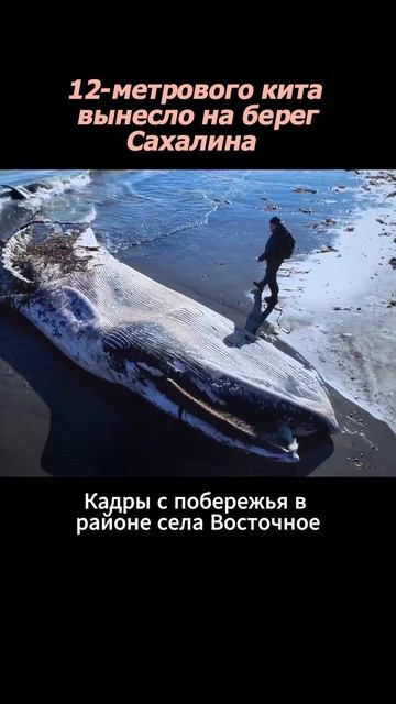 12-метрового кита вынесло на берег смотреть онлайн