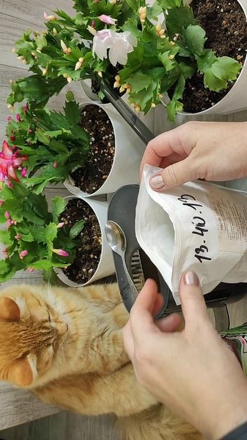 ЛЬЮ в ДЕКАБРИСТ и даже слабый цветок сразу зацветет #декабрист смотреть онлайн