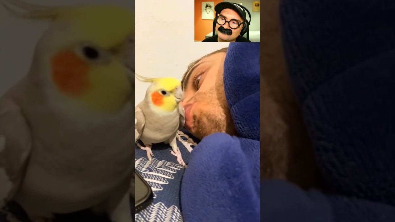 Попугай - будильник смотреть онлайн