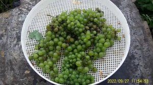 ПЕРВЫЙ РАЗ ВЫРАСТИЛ ТАКОЙ ВИНОГРАД