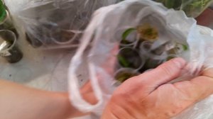 Как поживают клубни Алоказии в тепличке во мху