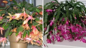 ЧТО НЕ ЛЮБИТ ДЕКАБРИСТ? 6 противопоказаний при выращивании и уходе за декабристом