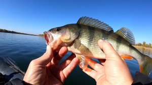Кочетовская. Ловля трофейного окуня