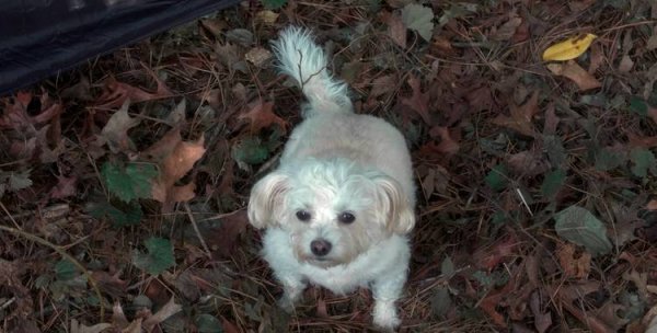 Рождественское желание Чарли (2020)