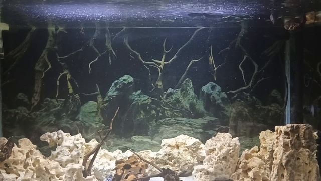 Завтрак у рыб и Менуэт