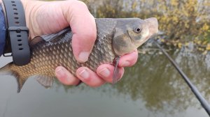 Бедринское озеро, Октябрь, Ловля Карася на рычажный поплавок и поплавок с отягощением на антенне