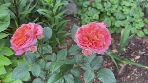 Роза Нотр дам дю розер и компания🌸🌿🌺🌿🌸🌿🌺🌿🌸