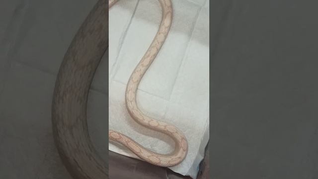 Карамелька. Маисовый полоз. 4 ноября 2025 г. смотреть онлайн