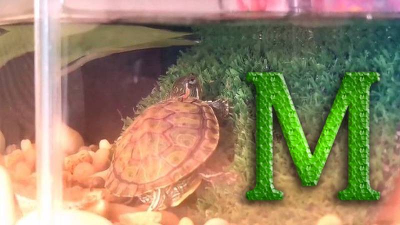 Манго! Красноухая черепашка смотреть онлайн