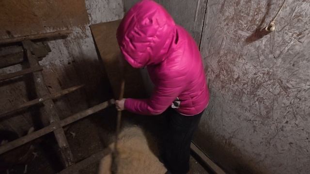 Привыкаем. Куры боятся. Довязала.