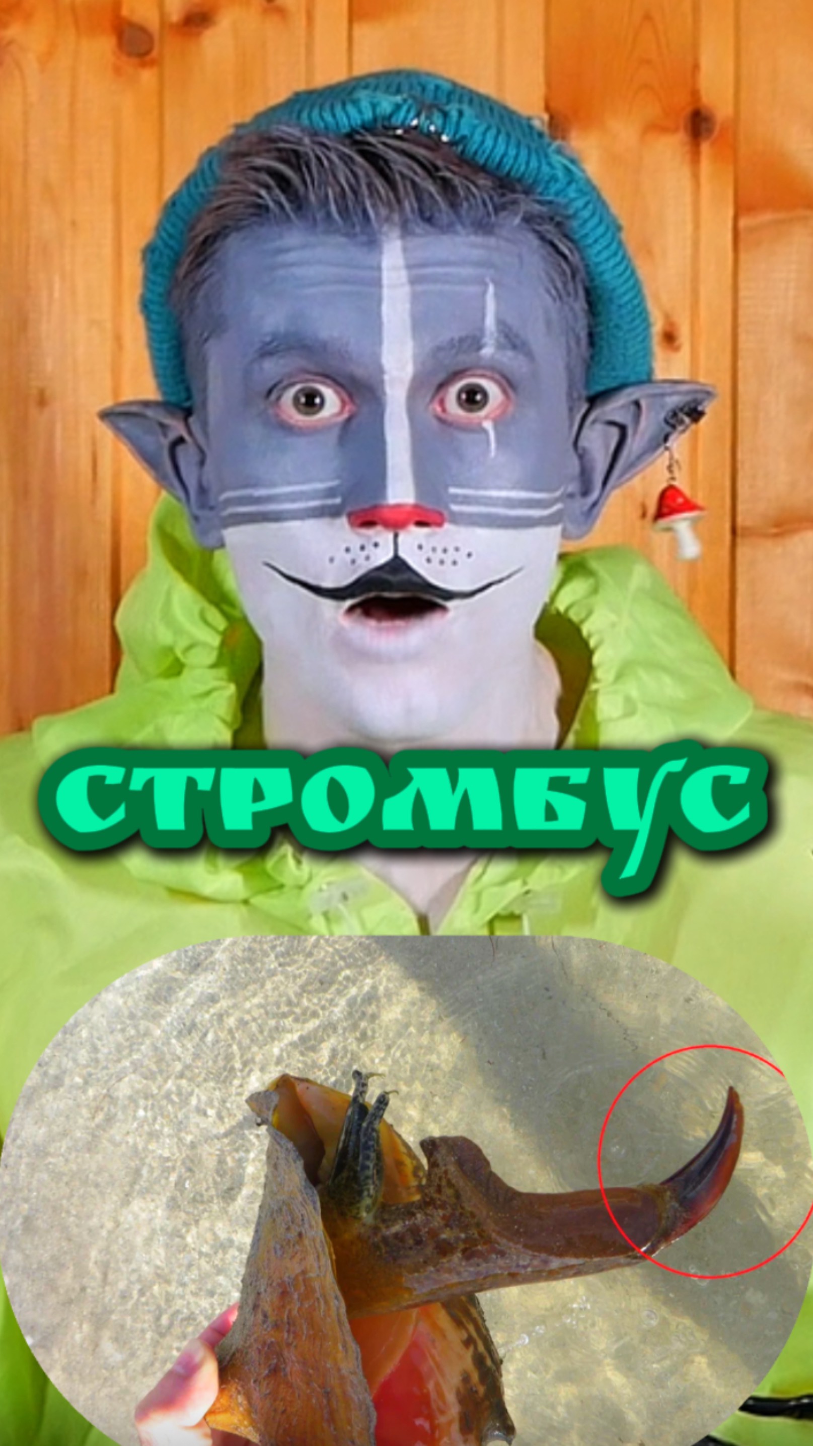 Кот Учёный и Стромбус 🐚 смотреть онлайн