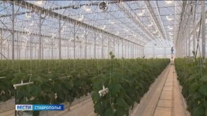 В тепличном хозяйстве на Ставрополье ежегодно собирают 600 тонн огурцов