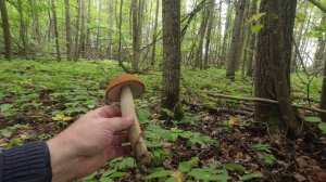 подосиновики пятый поход на одно место😉