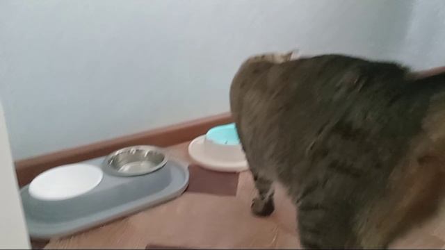 ЖИЗНЬ КОТОВ 5 сезон 3 серия 
