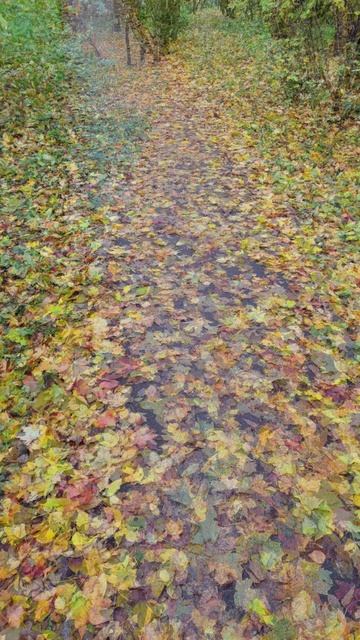 Четыре осенних момента / 2025