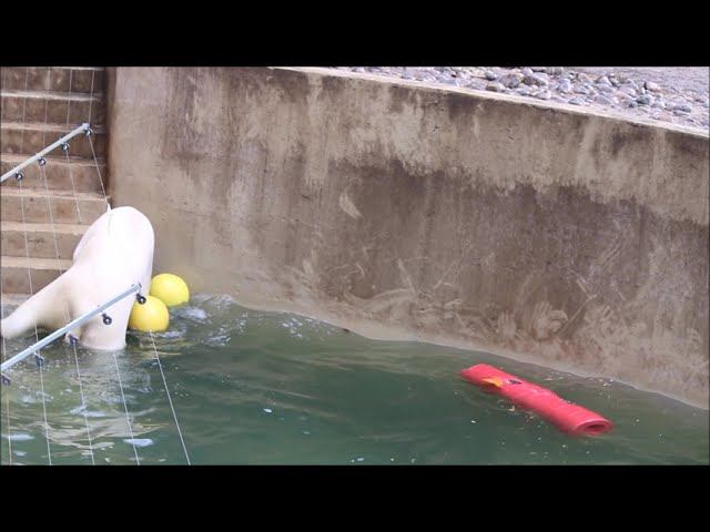 Стрелка пытается вытащить трубу на сушу 30.10.2025 смотреть онлайн