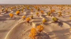 🍂Путешествие по Синьцзяну: золотой сезон тополей