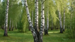 Футаж. Берёзовая роща.
