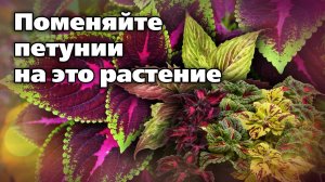 Колеусы для кашпо и вазонов. Отличная замена петуниям