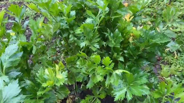 Собираю урожай на даче 3 ноября смотреть онлайн