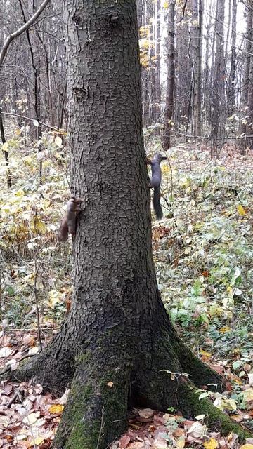 Белки играют в догонялки