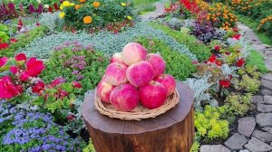 Яблочный натюрморт — 2025 (часть 4). Раннеосенние сорта яблони в условиях Башкирии.