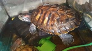 Красноухие черепахи 🐢 сегодня 04-11-2025