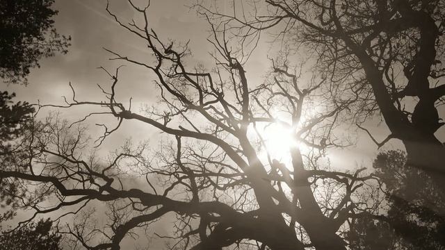 Suno AI & Rina Grey - Requiescat (sepia)