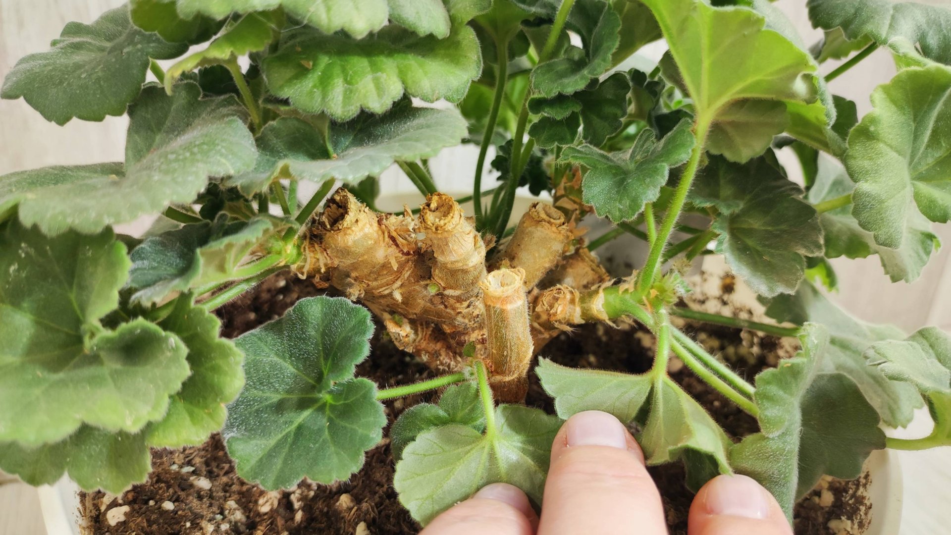 ЛЬЮ в ГЕРАНЬ в ЗИМу и самый слабый цветок оживет и зазеленеет смотреть онлайн