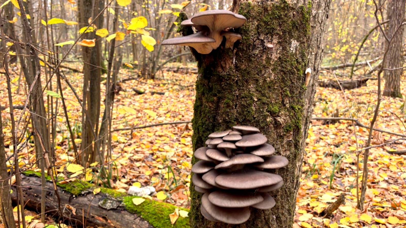 ГРИБЫ ЛЕЗУТ И ЛЕЗУТ!!!! ЩЕДРАЯ ОСЕНЬ. Осенний сбор грибов смотреть онлайн