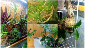 Цветочный влог.  Тилландсия с Вайлдберриз. Посадка платицериума на корягу. Разделила цветы на зоны.