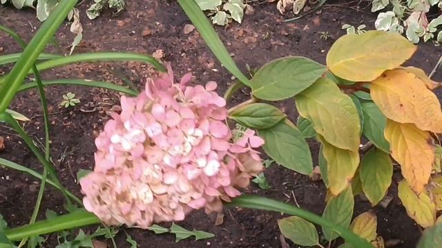 Сегодня падал первый ❄снег❄. Ноябрь вступает в свои права. Похолодало. смотреть онлайн